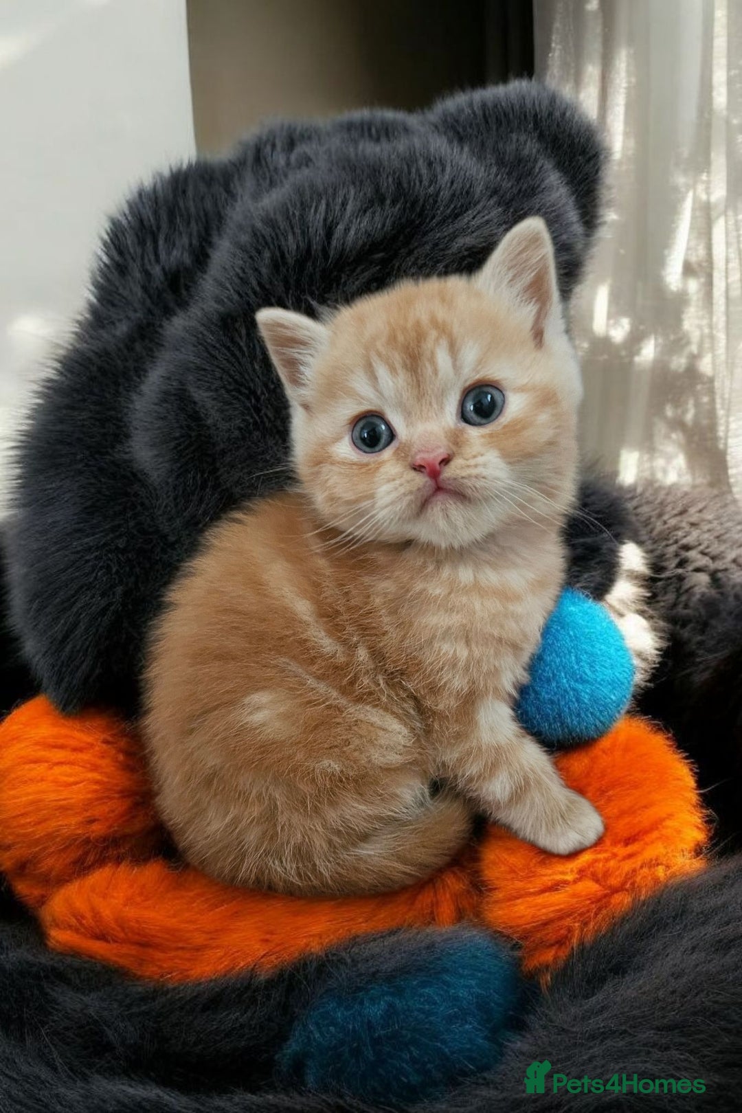 Scottish Fold cats for sale: Tiny Treasures Scottish Fold Straight Ear Kittens - Image 5
