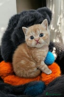 Scottish Fold cats - Advert 6