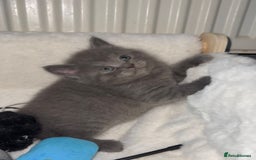 Mixed Breed cats for sale: Bsh x maincoon kittens - Advert 9