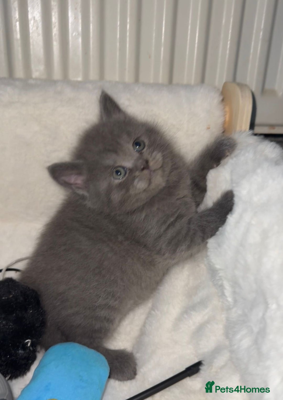 Mixed Breed cats for sale: Bsh x maincoon kittens - Advert 9