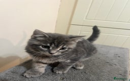Mixed Breed cats for sale: Beautiful 1/2 Russian blue kittens  - Image 5