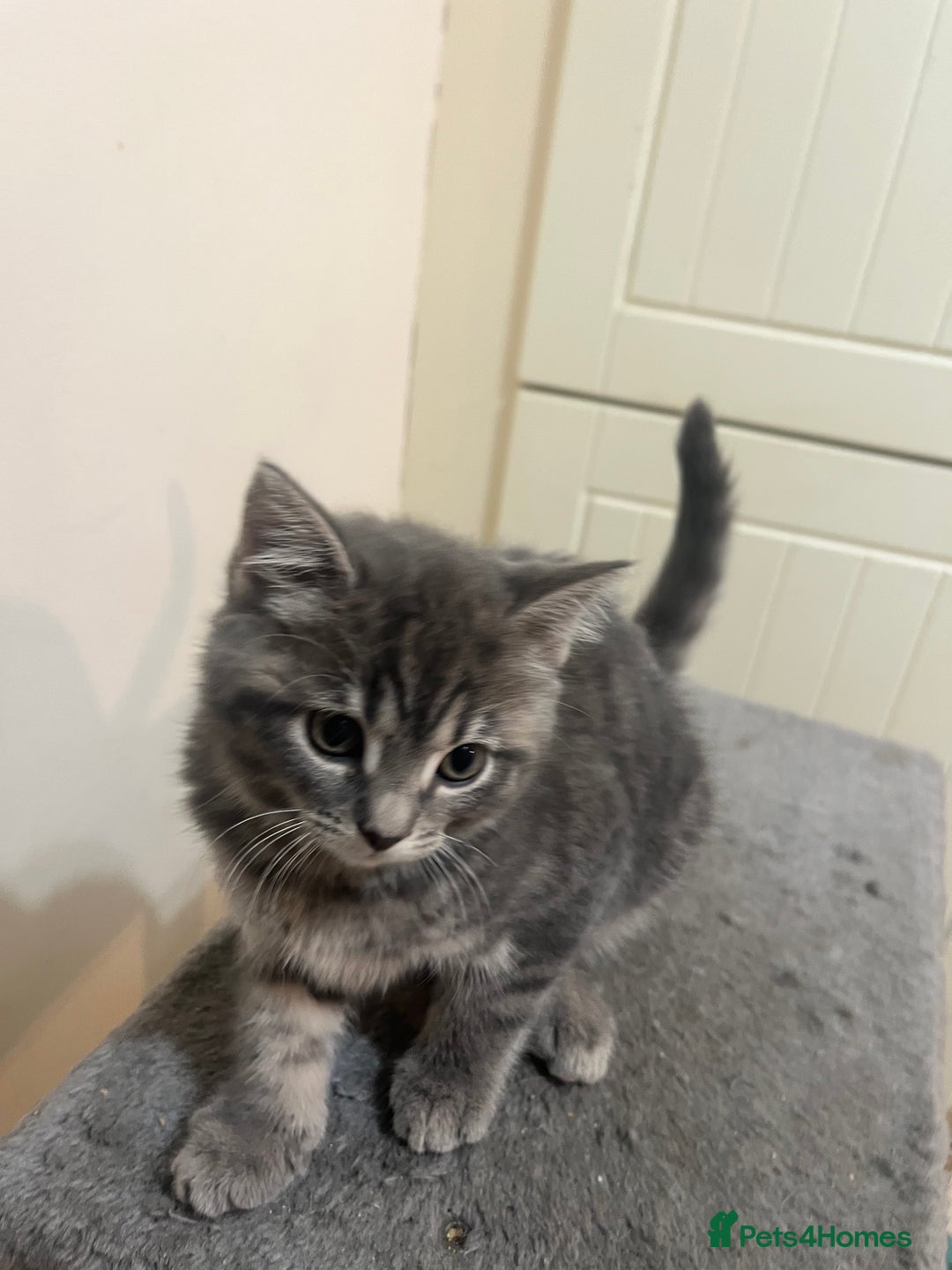 Mixed Breed cats for sale: Beautiful 1/2 Russian blue kittens  - Image 5