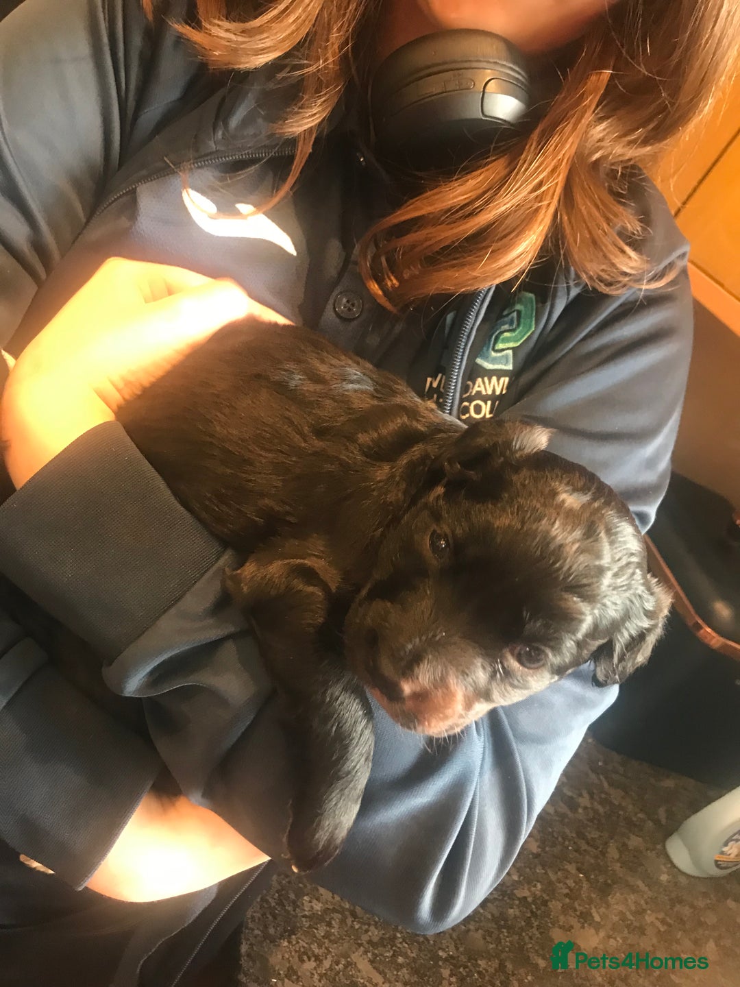 Mixed Breed dogs for sale: Collie x sprocker  - Image 4