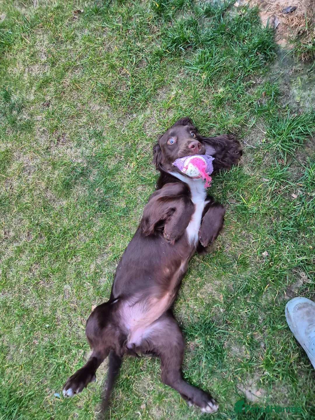 Sprocker dogs for sale: Chocolate sprocker spaniel - Advert 2