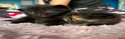 Mixed Breed cats for sale: Kitten  - Advert 3