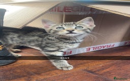Mixed Breed cats for sale: 3 kittens urgently looking for new home  - Image 2