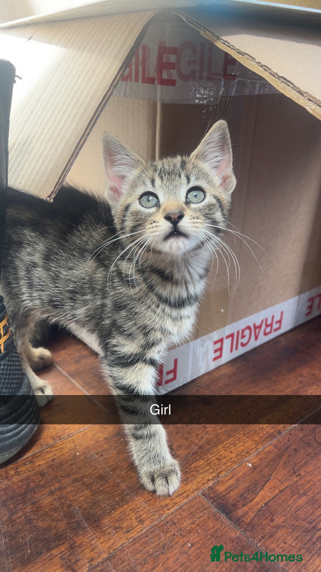 Mixed Breed cats for sale: 3 kittens urgently looking for new home  - Image 2