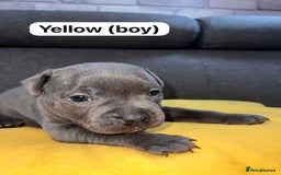 Staffordshire Bull Terrier dogs for sale:   Champion-KC.Reg.Blue Staffordshire Bull Terrier  - Image 10
