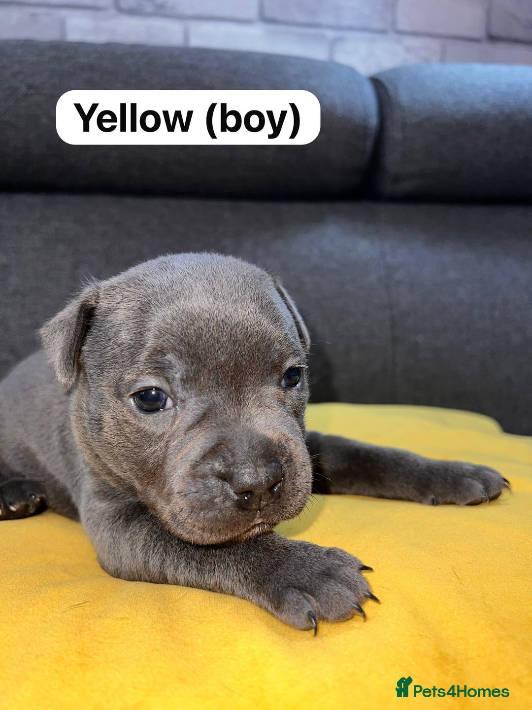 Staffordshire Bull Terrier dogs for sale:   Champion-KC.Reg.Blue Staffordshire Bull Terrier  - Image 10