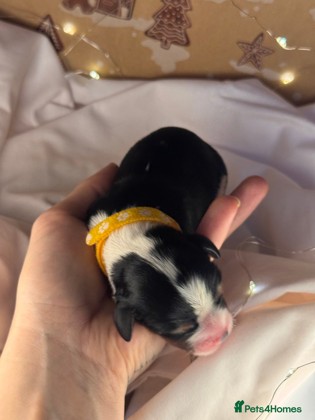 Cavalier King Charles Spaniel dogs for sale: Stunning pups DNA HEALTH TESTED PARENTS  - Advert 14