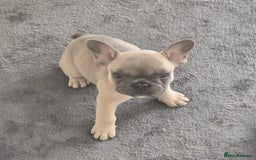 French Bulldog dogs for sale:  French bulldogs looking for their forever home in Lincoln - Image 16