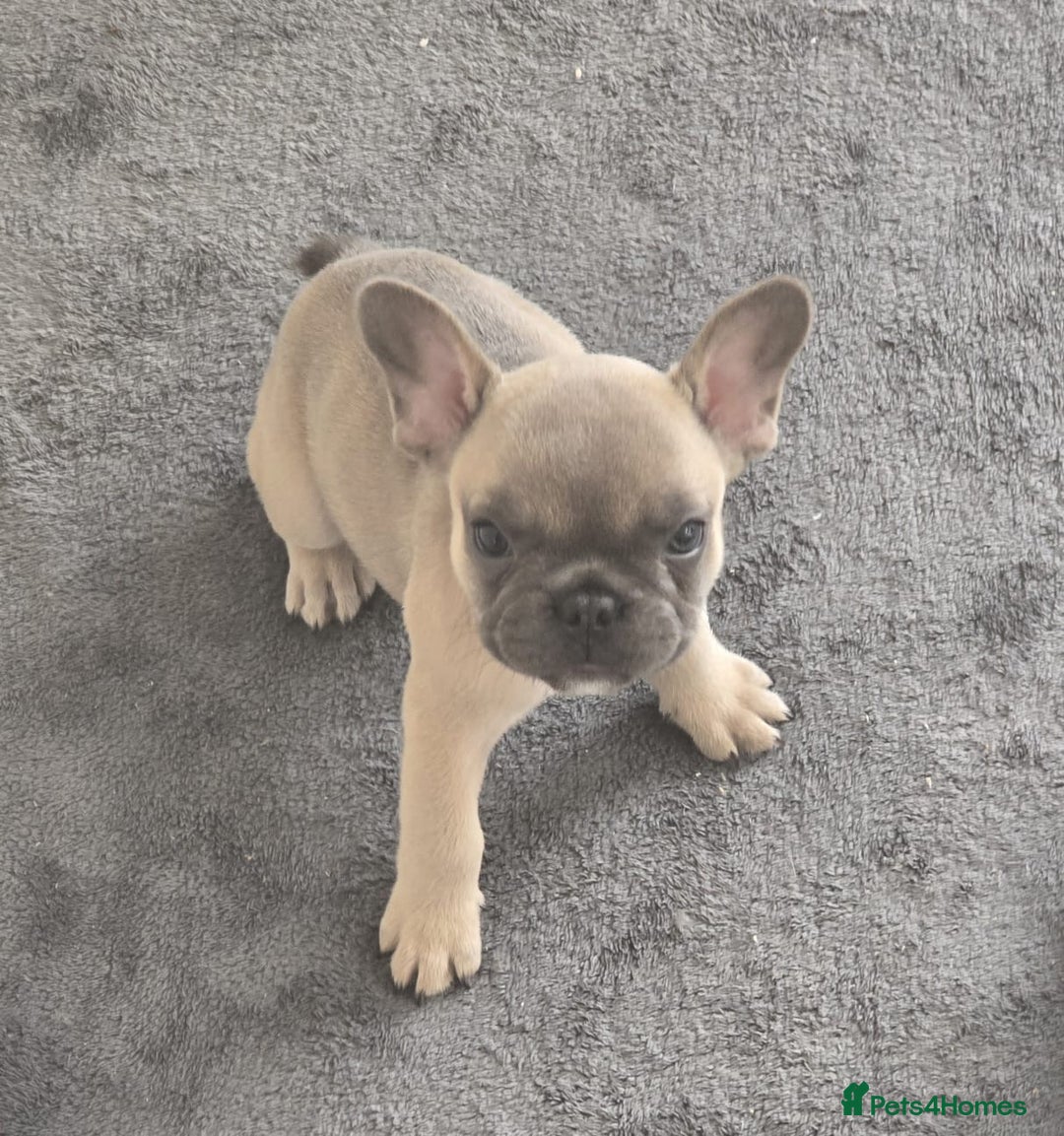 French Bulldog dogs for sale:  French bulldogs looking for their forever home in Lincoln - Image 16