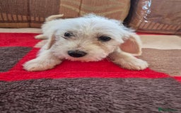 Jackapoo dogs for sale: jackapoo puppies - Image 7