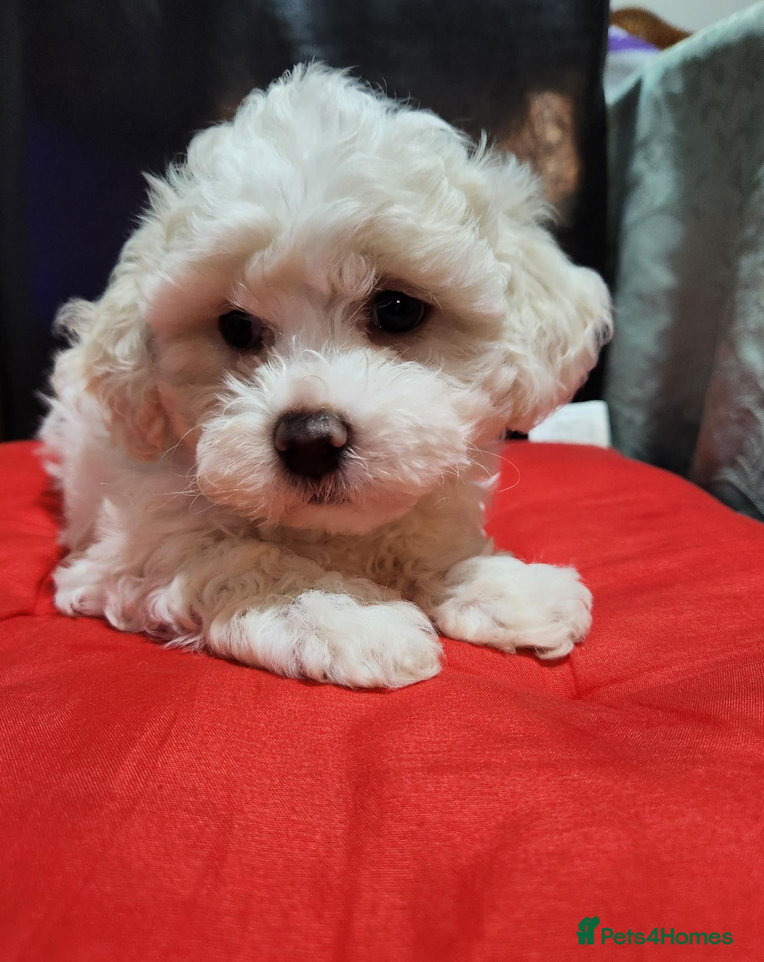 Bichon Frise dogs Bichon frise,, - Advert 1