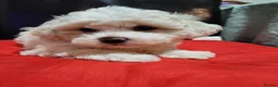 Bichon Frise dogs for sale: Bichon frise,, - Advert 1