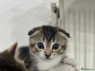 Scottish Fold cats Scottish fold - Advert 1