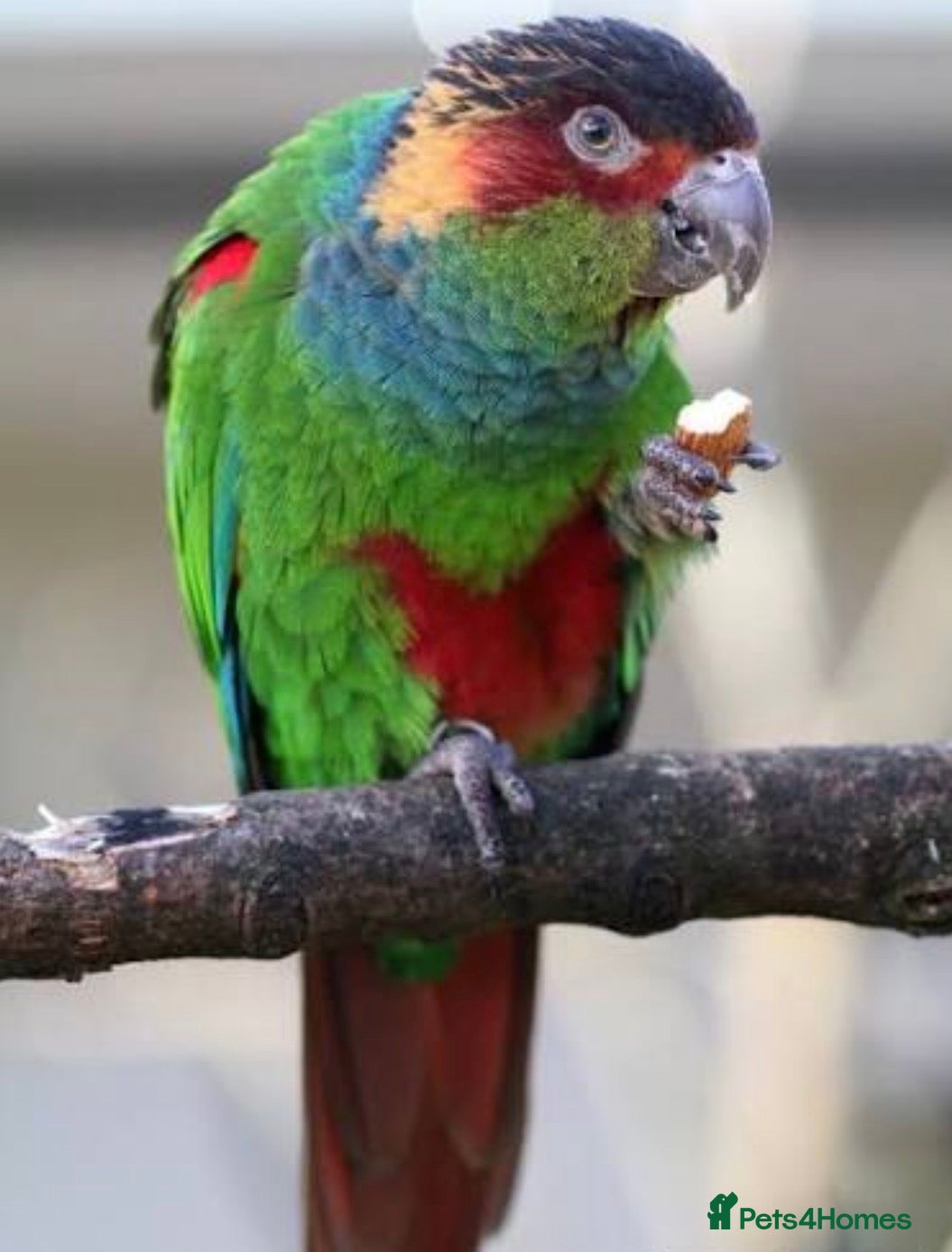Conures birds Pair of blue throated Conures - Advert 2