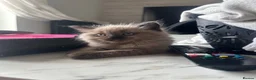 Ragdoll cats for sale: Seal Mink Sepia Ragdoll Kitten  - Advert 5