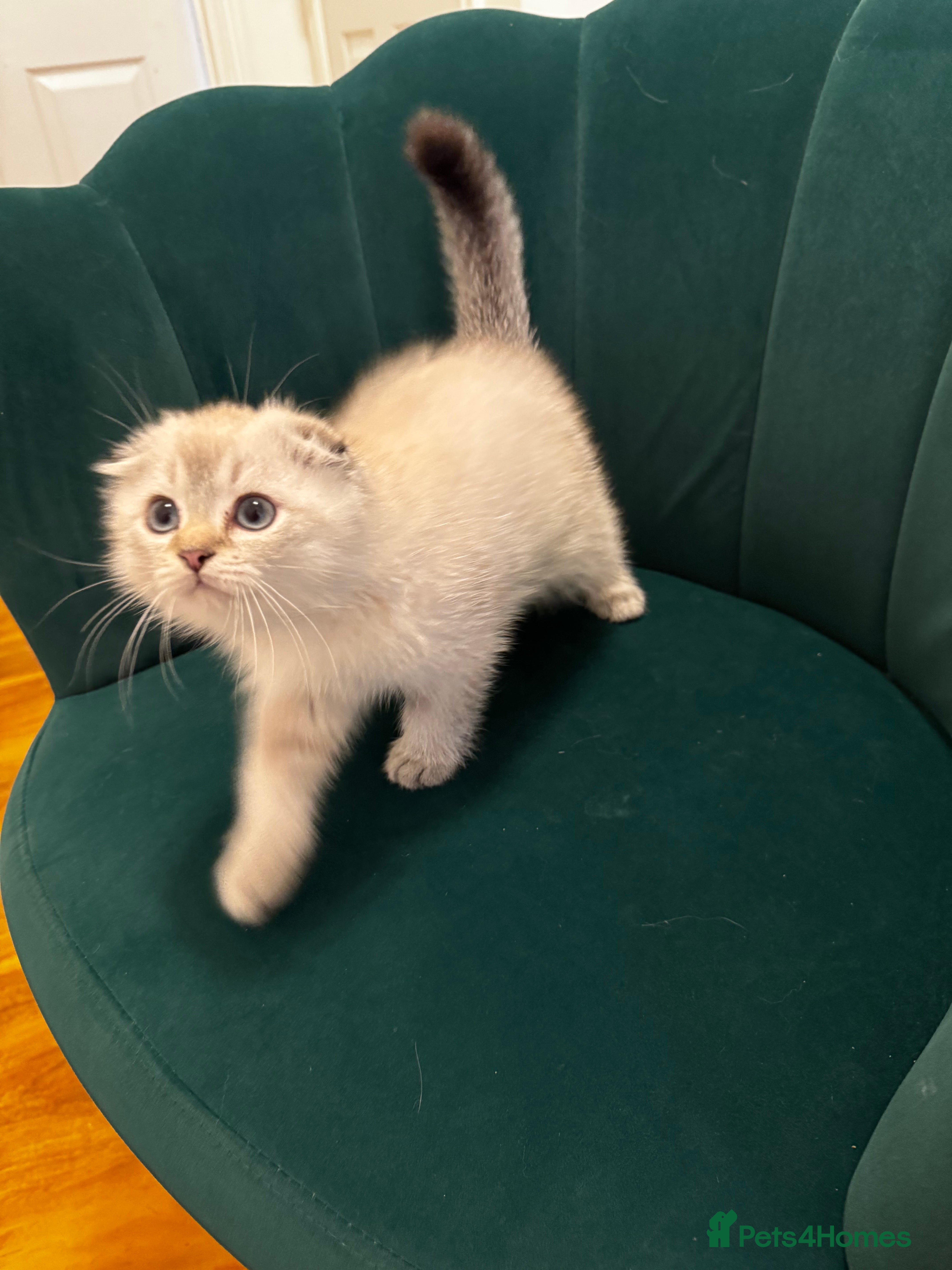 Scottish Fold cats Purebred Chinchilla Scottish Fold Kittens  🐾 - Advert 1