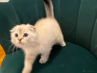 Scottish Fold cats Purebred Chinchilla Scottish Fold Kittens 🐾 - Advert 1