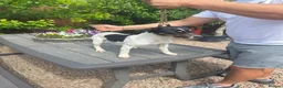 Jack Russell dogs for sale: Jack Russel puppies  - Advert 8