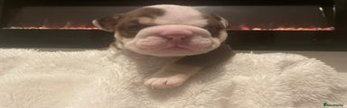English Bulldog Puppy 1