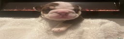 English Bulldog dogs for sale: TOP CLASS  English Bull Dog puppies  - Advert 31