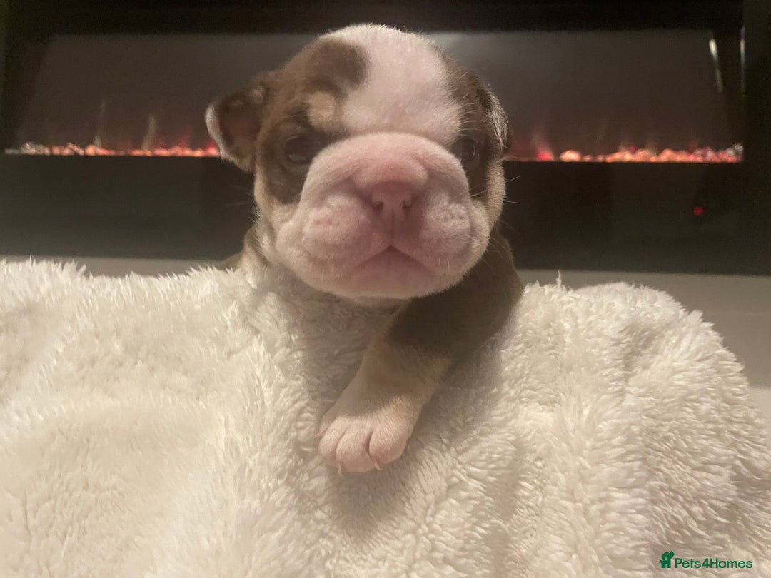 English Bulldog dogs for sale: TOP CLASS  English Bull Dog puppies  - Advert 31