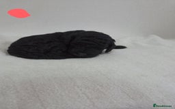 Cockapoo dogs for sale: Cockapoo puppies for sale - Image 4