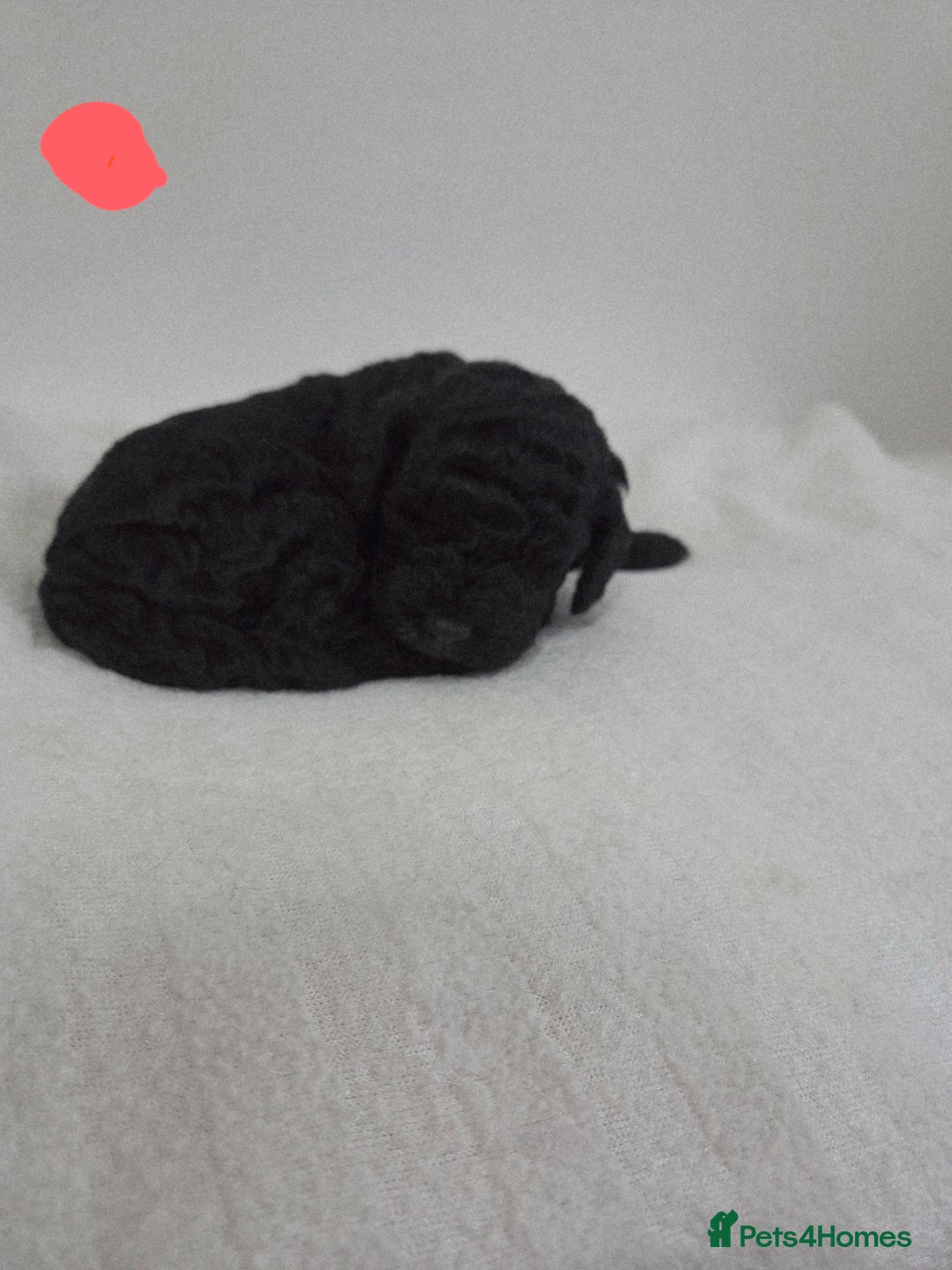 Cockapoo dogs for sale: Cockapoo puppies for sale - Image 4