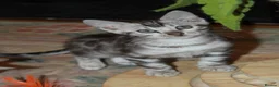Bengal cats for sale: Beautiful TICA Registered Male Bengal Kittens - Advert 15