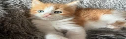 Mixed Breed cats for sale: Maine coon x ragdoll kittens - Advert 17