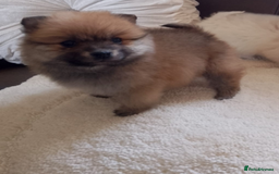 Pomeranian dogs for sale: Miniature Pomeranian puppies - Image 3
