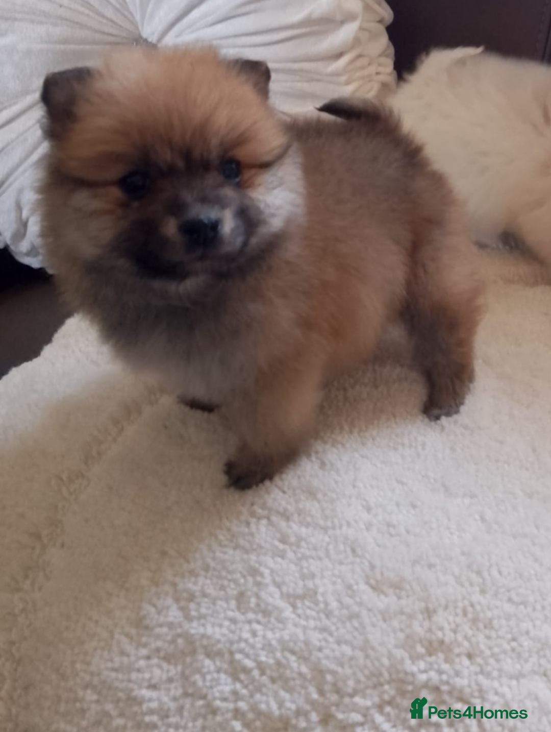 Pomeranian dogs for sale: Miniature Pomeranian puppies - Image 3
