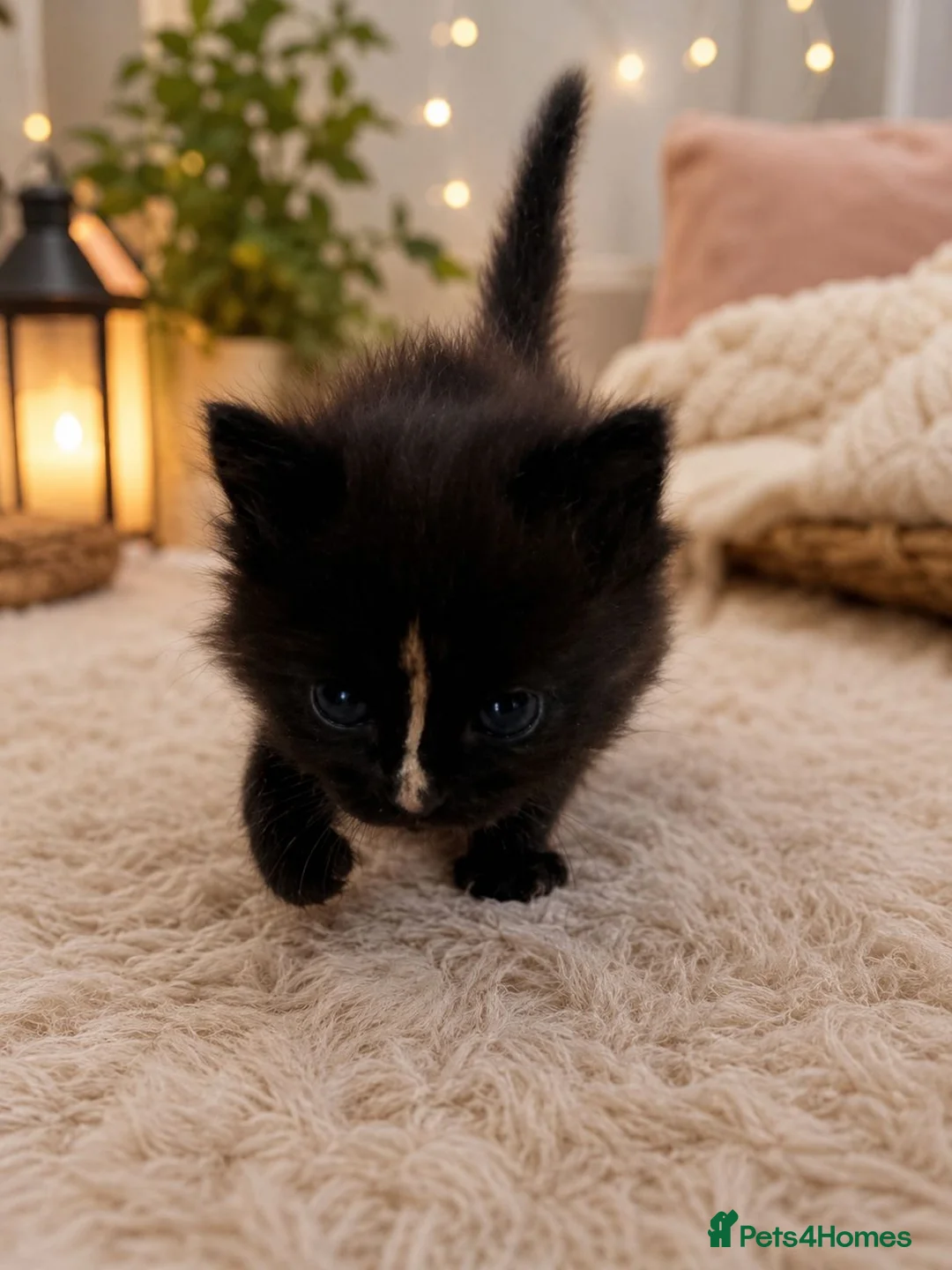 Maine Coon cats for sale: Main Coon  - Advert 2