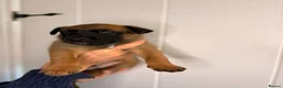Belgian Shepherd Dog dogs for sale: Belgian Malinois Puppies – £1200 – Reigate, Surrey - Advert 6