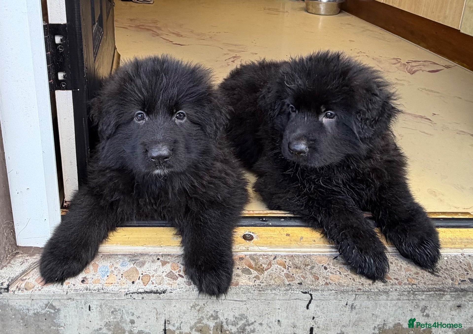 German Shepherd dogs Stunning long haired black puppies large nchunky  - Advert 5