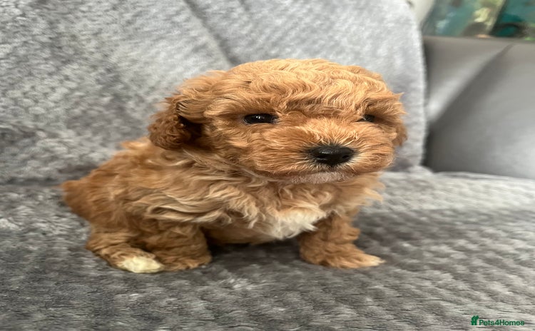 Poochon dogs - Advert 1