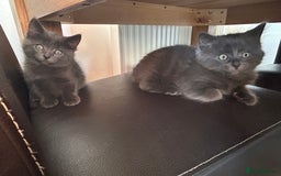 Ragdoll cats for sale: Ragdol kittens - Image 6