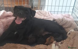 Mixed Breed dogs for sale: Lakeland x  - Image 2