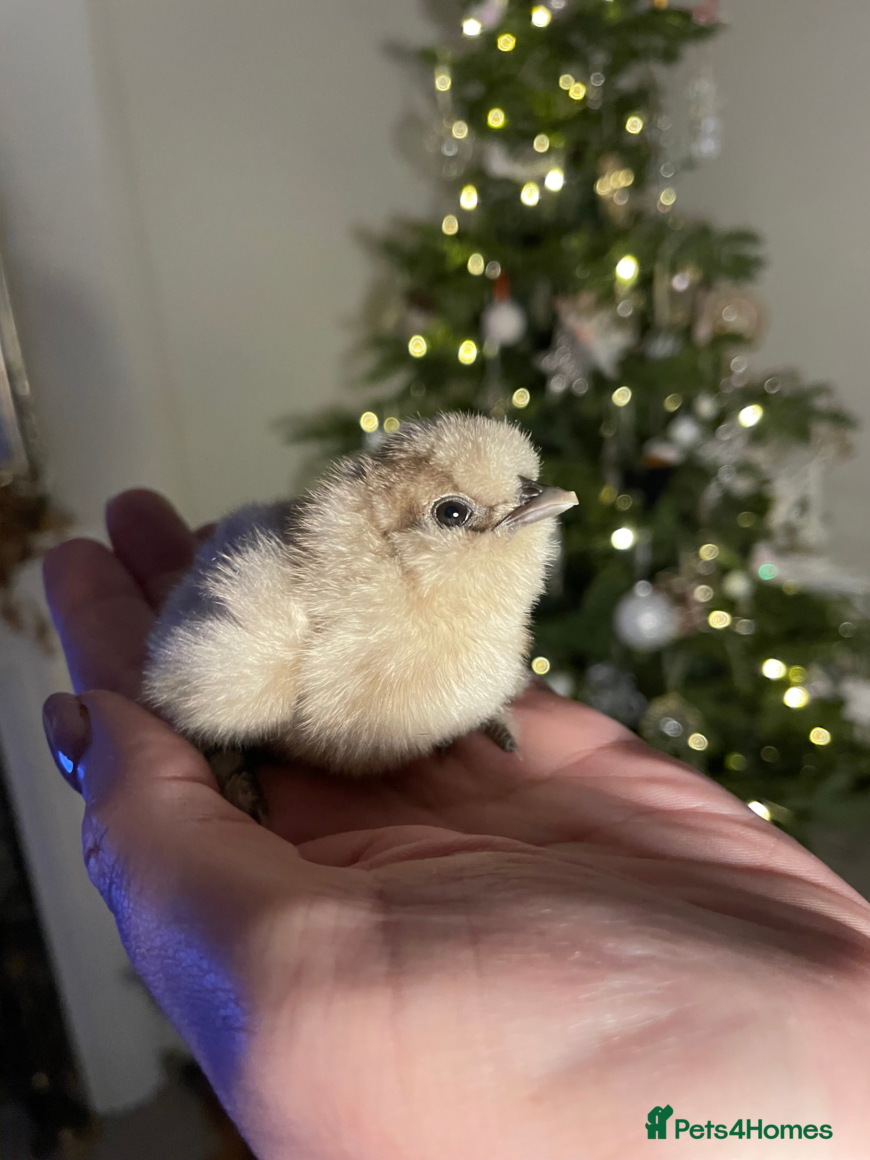 Chickens poultry 🤎🤍Day old Silkie Chicks (11/12) 🤍🤎 - Advert 11
