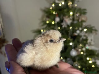 Chickens poultry 🤎🤍Day old Silkie Chicks (11/12) 🤍🤎 - Advert 6