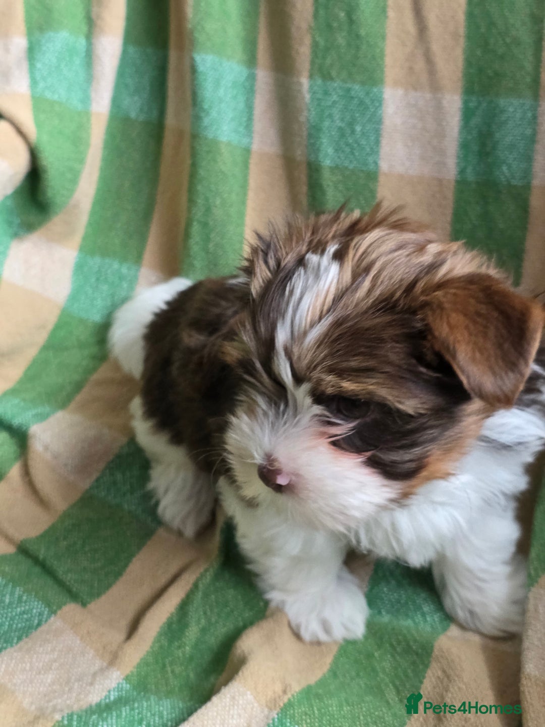 Yorkshire Terrier dogs for sale: Cocos' babies - Advert 4