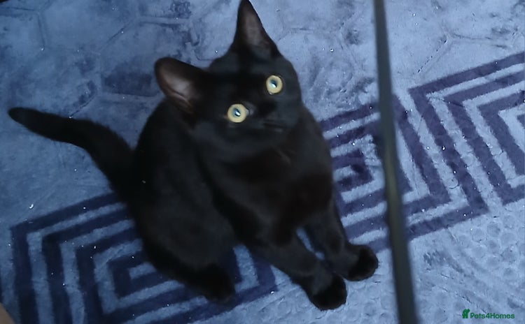 Bombay cats - Advert 1