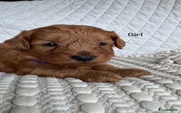 Cavapoo dogs for sale: Beautiful Red F1b Cavapoo Puppies - Advert 23