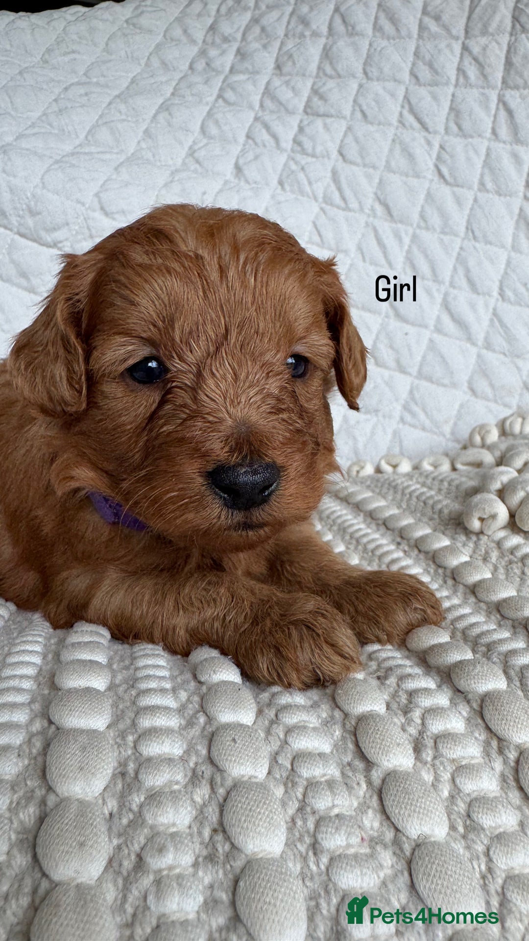 Cavapoo dogs for sale: Beautiful Red F1b Cavapoo Puppies - Advert 23