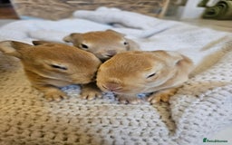 Mini Lop rabbits for sale: Plush lop x Red Rex  - Image 4
