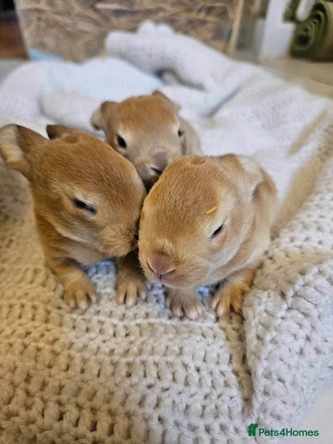 Mini Lop rabbits for sale: Plush lop x Red Rex  - Image 4
