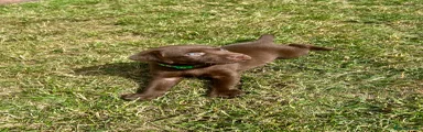 Mr Dark Green
