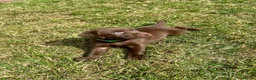Labrador Retriever dogs for sale: KC Registered Labrador Puppies - Advert 26